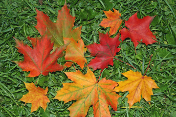 maple leaves
