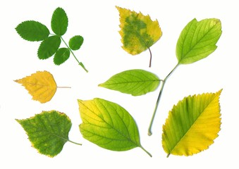 autumn yellow different leaves