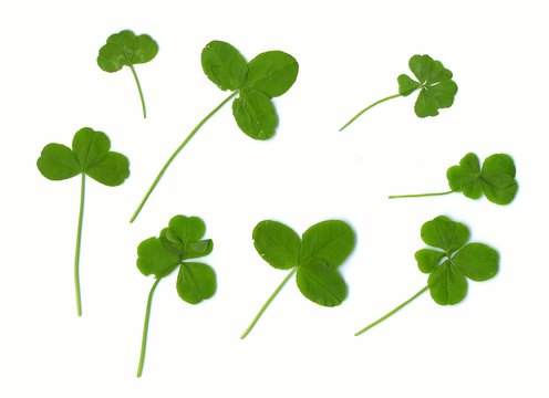 clover leaves. three, four and  five leaves - for success (natur