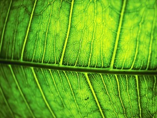 leaf...
