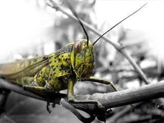 grasshopper...