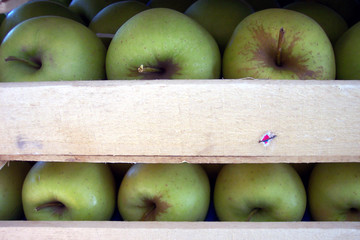 golden apples in cases