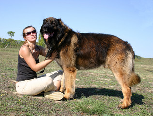 bisou et gros chien
