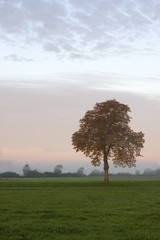 l'arbre