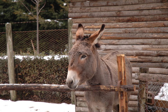 mulo 3