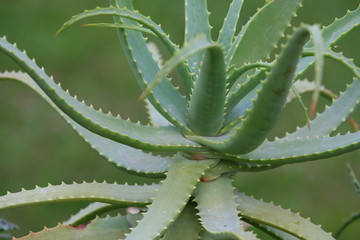 aloe