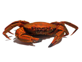 crabe