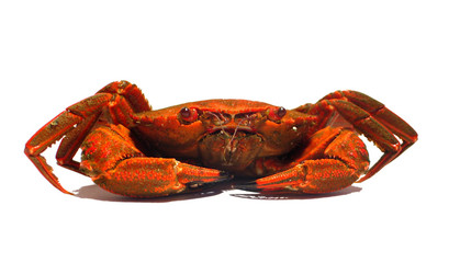 crabe