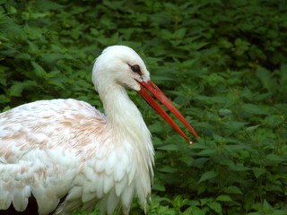 storch
