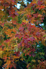 touch of autumn 3450