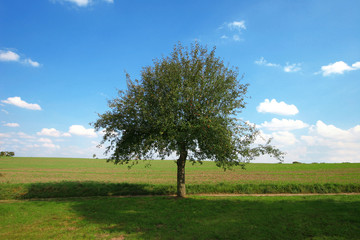 einsamer apfelbaum