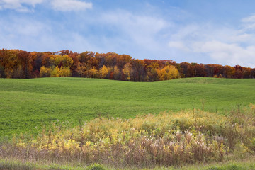 autumn field