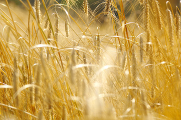 Obraz premium rye field in late summer3