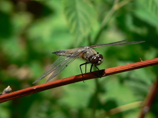 dragonfly
