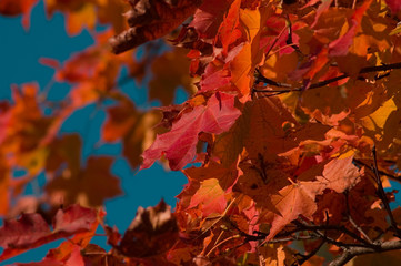 maple leafes on a cyan sky