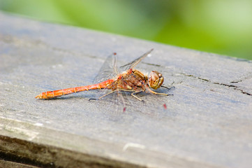 dragonfly on a plank