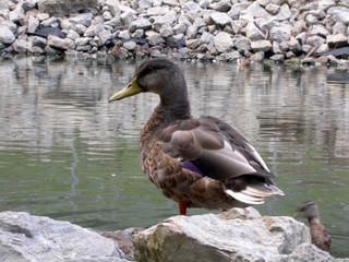 duck by a pond