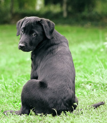 back puppy