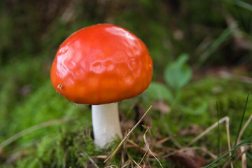 red capped toadstool