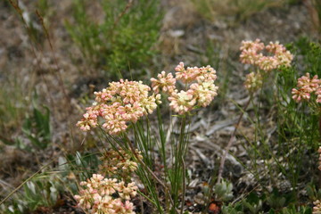 wild flowers