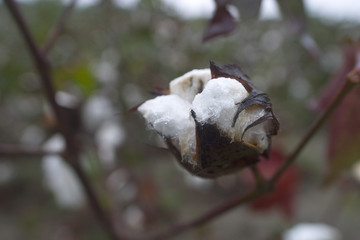 wet cotton crop