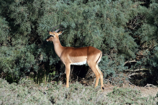 gazelle