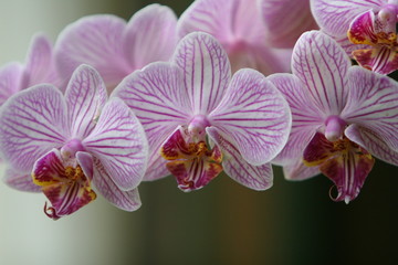 orquideas susurrantes