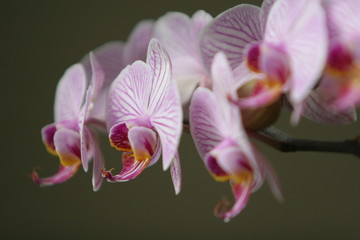 Fototapeta na wymiar orquideas susurrantes 2