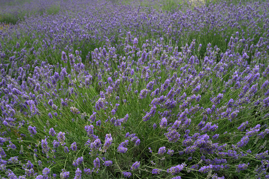 lavanda_5188.