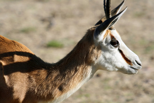 african goat