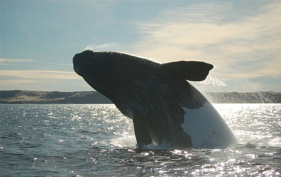 wal beim sprung im atlantik