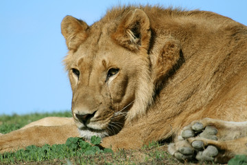 female lion head