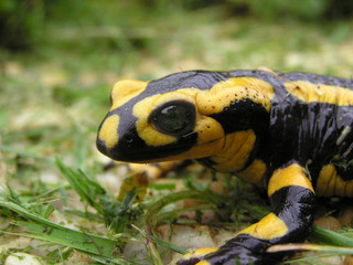 0570-salamandre (gros plan)