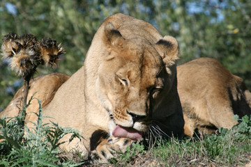 Fototapeta na wymiar lion licking paw