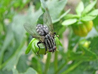 gewöhnliche fliege