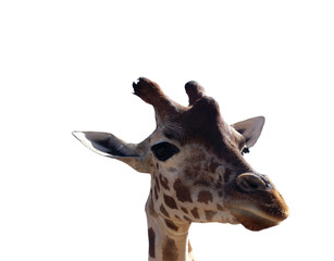 giraffe close-up white isolated