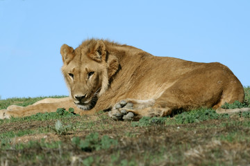 Obraz na płótnie Canvas lying lion