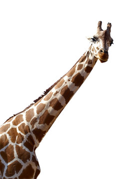 giraffe isolated on white background