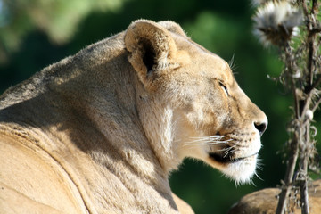 female lion sleeping