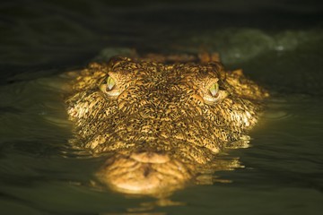 crocodile close up