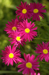 Fototapeta premium yellow eye