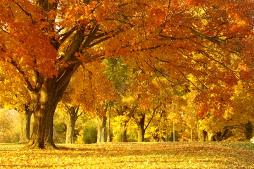 Foto auf Acrylglas Herbst Herbstszene