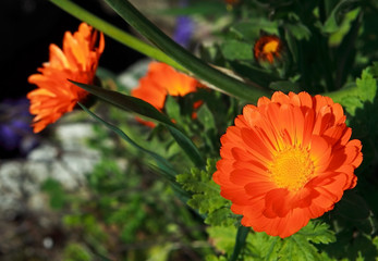 orange flowers