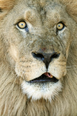 big eyes lion