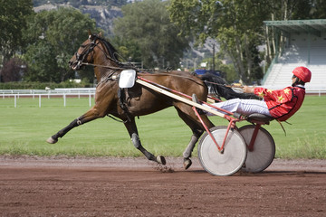 course de chevaux - trotteur