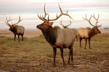 elk stags