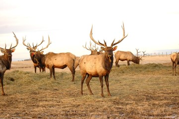elk bucks