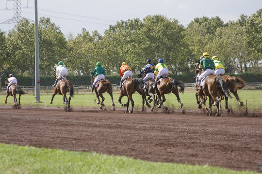 course de chevaux - trot monté