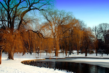 boston public garden winter