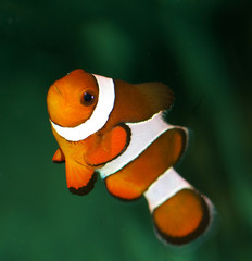 poisson clown orange et blanc
